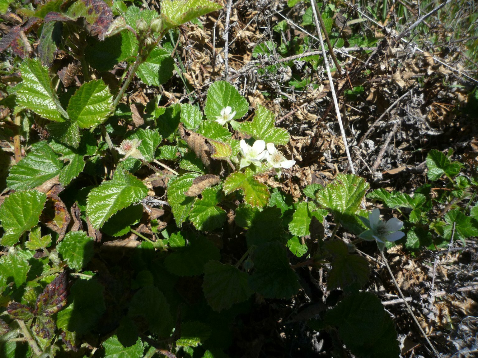 High Resolution Rubus sp. Plant